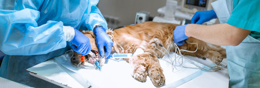 Chirurgie vétérinaire
